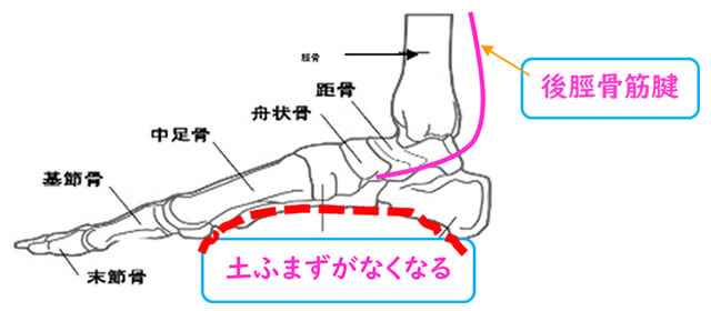 足首の構造