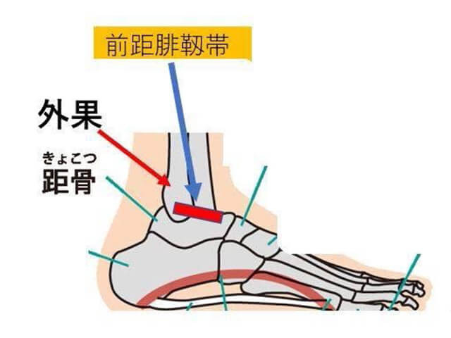 足首の構造