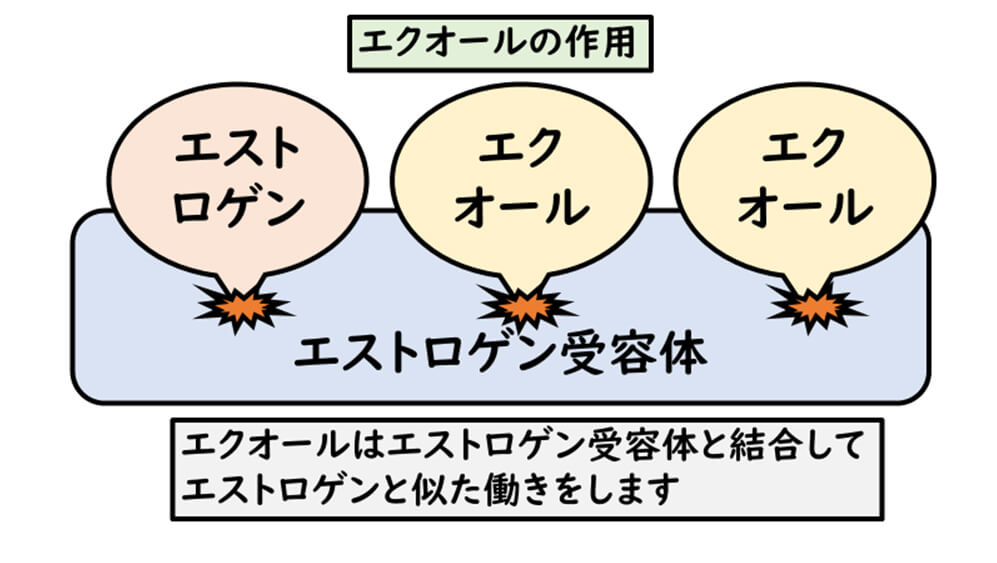 【画像】エクオールの作用図解